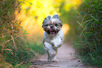 Shih Tzu Hndin