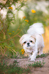 Shih Tzu Rde