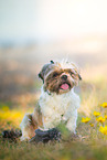 Shih Tzu Hndin