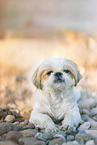 Shih Tzu Rde