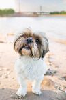 Shih Tzu Hndin