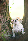 Shih Tzu Rde