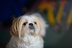 Shih Tzu Rde