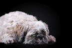 Shih Tzu vor schwarzem Hintergrund