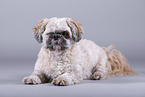 Shih Tzu vor grauem Hintergrund