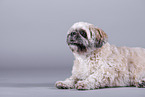 Shih Tzu vor grauem Hintergrund