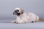 Shih Tzu vor grauem Hintergrund