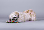 Shih Tzu vor grauem Hintergrund