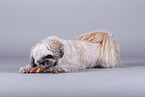 Shih Tzu vor grauem Hintergrund