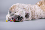 Shih Tzu vor grauem Hintergrund