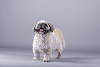 Shih Tzu vor grauem Hintergrund