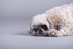 Shih Tzu vor grauem Hintergrund