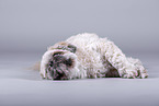 Shih Tzu vor grauem Hintergrund