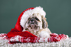 Shih Tzu mit Weihnachtsdeko