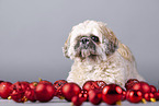 Shih Tzu zwischen Christbaumkugeln