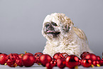 Shih Tzu zwischen Christbaumkugeln