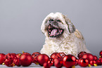 Shih Tzu zwischen Christbaumkugeln