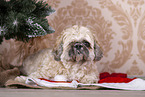 Shih Tzu mit Weihnachtsdeko