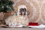 Shih Tzu mit Weihnachtsdeko