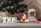 Shih Tzu mit Weihnachtsdeko