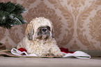 Shih Tzu mit Weihnachtsdeko