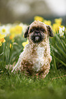 Shih Tzu zwischen Narzissen