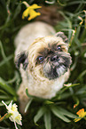 Shih Tzu zwischen Narzissen