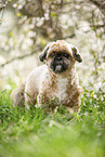 Shih Tzu vor blhendem Strauch