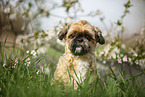 Shih Tzu vor blhendem Strauch