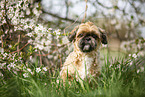 Shih Tzu vor blhendem Strauch