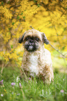 Shih Tzu vor Forsythia