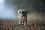 Shih Tzu im Nebel