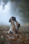 Shih Tzu im Nebel