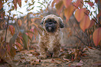 Shih Tzu zwischen Blttern