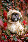 Shih Tzu zwischen roten Weinblttern