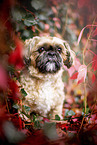 Shih Tzu zwischen roten Weinblttern