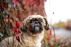 Shih Tzu zwischen roten Weinblttern