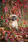 Shih Tzu zwischen roten Weinblttern