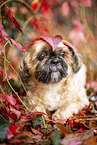 Shih Tzu zwischen roten Weinblttern