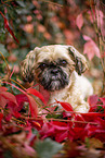 Shih Tzu zwischen roten Weinblttern