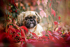 Shih Tzu zwischen roten Weinblttern