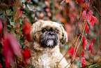 Shih Tzu zwischen roten Weinblttern