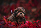 Shih Tzu Welpe