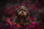 Shih Tzu Welpe