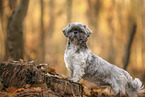 Shih Tzu im Herbst