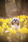 Shih Tzu Rde