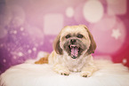 Shih Tzu im Studio