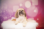 Shih Tzu im Studio