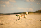 Shih Tzu Hndin