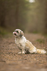 Shih Tzu Hndin